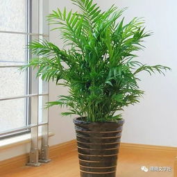 室内黄皮盆栽植物，打造绿色生活空间的必备之选