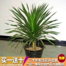 铁树盆栽——大型室内绿植的独特魅力