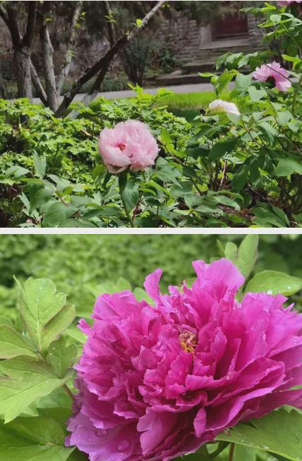 室內(nèi)盆栽花卉薔薇圖片欣賞，一抹春色，盡顯生活之美