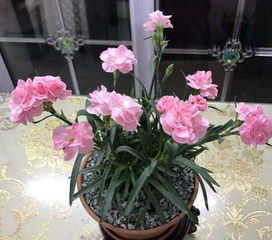 室内盆栽花种植技巧，如何让花卉茁壮成长