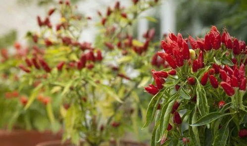 盆栽室内辣椒种植注意事项