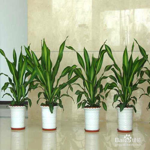 綠植盆栽室內(nèi)一排，打造綠色生態(tài)的家居環(huán)境