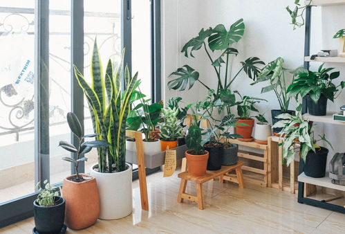 室内植物盆栽造景图，打造绿色生态的家居装饰艺术