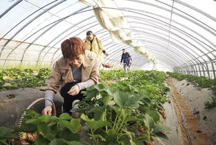 保山室內(nèi)盆栽種植基地探秘之旅