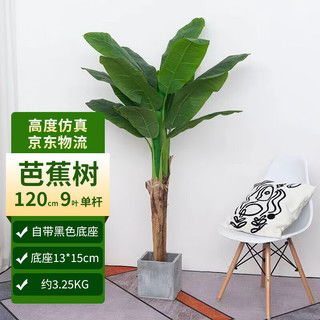 室內(nèi)種植芭蕉樹(shù)盆栽的可行性探討