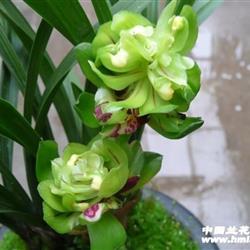 室內(nèi)花卉盆栽蕙蘭的養(yǎng)護(hù)與魅力