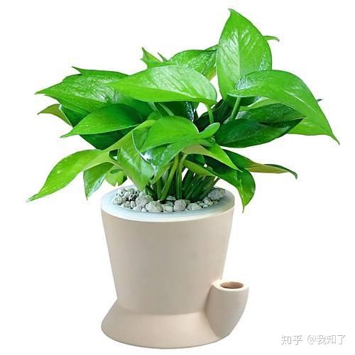 室內(nèi)盆栽植物之鳥(niǎo)巢蕨的魅力