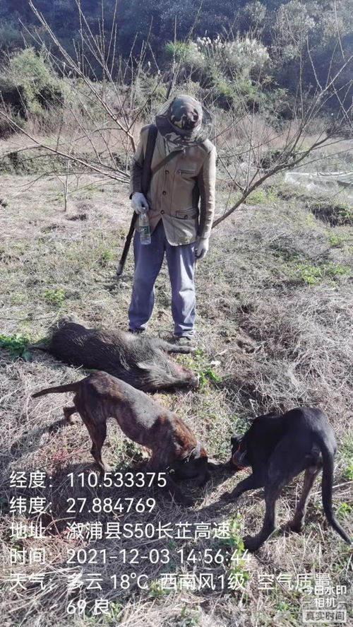 每头野猪悬赏240元，有人一晚捕获十三头的背后故事 每头野猪悬赏2400 有人一晚捕13头吗