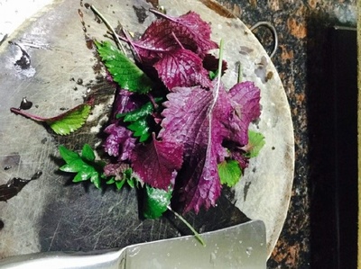 如何盆栽紫苏，紫苏容易养吗？盆栽紫苏怎么养？