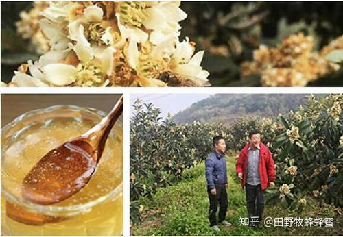 蜂蜜炖萝卜功效和作用 蜂蜜炖萝卜功效和作用