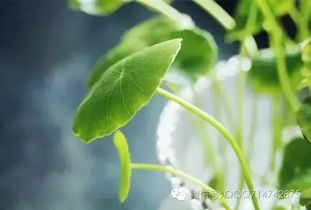 金钱草加蜂蜜的功效 金钱草加蜂蜜的神奇功效