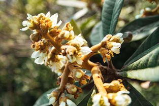 枇杷蜂和蜂蜜的功效区别 枇杷蜂和蜂蜜的功效区别