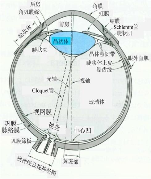 眼睛前房是哪里示意图图片