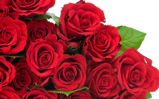  ，白玫瑰与红玫瑰，差异与共性之探讨 白玫瑰和红玫瑰的区别在于，白玫瑰与红玫瑰的差异与共性之探讨，颜色背后的意义--第1张