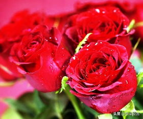  19支玫瑰花，爱的独特诠释 19支玫瑰花表示什么意思啊图片，19支玫瑰花，爱的独特诠释与图片--第1张