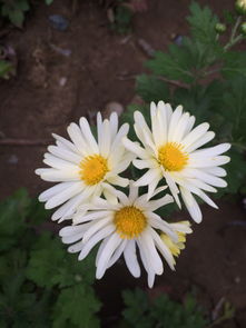  洋甘菊和小雏菊的区别 小雏菊